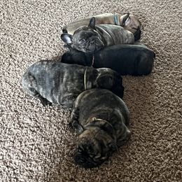 French Bulldog puppies from Staci Tosh's French Bulldogs