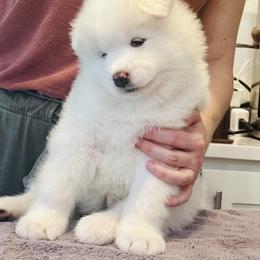 Girl 1 - White female Samoyed puppy in Tampa, Florida from Icecrown Samoyeds