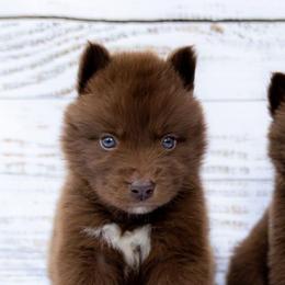 Dracarys - Red and white male Siberian Husky puppy in Richland, Mississippi from Feazell’s Siberian Huskies