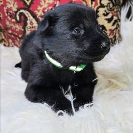 Green Boy - Black male German Shepherd puppy in Holden, Missouri from Shiloh's Shepherds & Ridgebacks