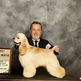Janie - Cocker Spaniel