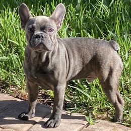 French Bulldogs from Touché Frenchie