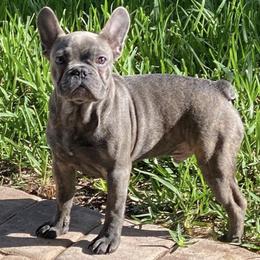 French Bulldogs from Touché Frenchie