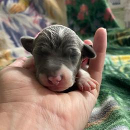 Bella - Blue female Italian Greyhound puppy in Lancaster, Missouri from White Stone Ranch