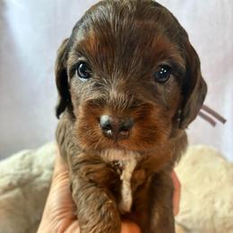 Glitter - Brown roan and tan female Cockapoo puppy in Adrian, Oregon from ApplebyFarm