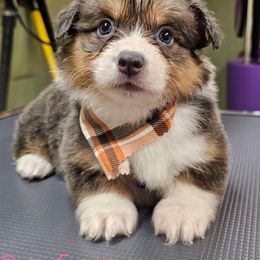 Rolo - Gray and white female American Corgi puppy in Mansfield, Ohio from Moonrise corgis