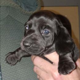 Orca - Black female Dachshund puppy in Bigfork, Minnesota from Long Ears and Long Dogs Ranch