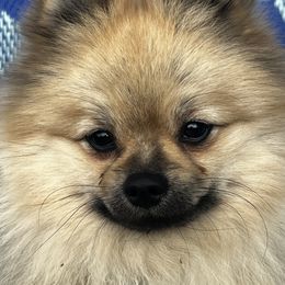 Alpha Wolf (Wolfie) - Pomeranian