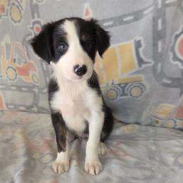 Clarke - Tri-color female Border Collie puppy in Gary, Indiana from Lake Ridge Border Collies