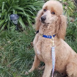 Poodles from Chrystal Lewis