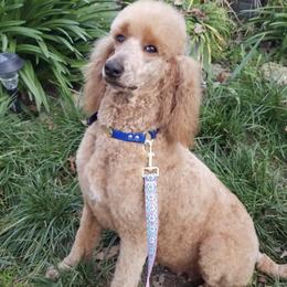 Poodles from Chrystal Lewis
