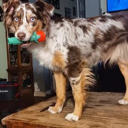 Mara - Australian Shepherd