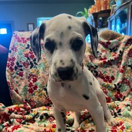 Twix - White and black female Dalmatian puppy in Austin, Texas from Dazzling Dalz