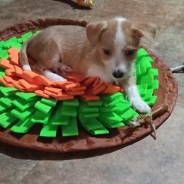Unnamed so far - Chestnut female Portuguese Podengo Pequeno puppy in Lexington, North Carolina from Kaprikorn