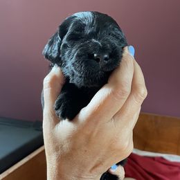 Labradoodle Puppies from River Home Doodles