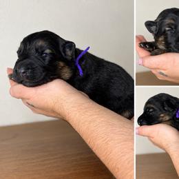 Quinley - Black and tan female German Shepherd puppy in Florida from Best Shepherds