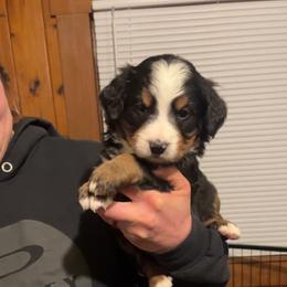 Yellow - Black rust and white female Bernese Mountain Dog puppy in North Grove, Indiana from J&F Country Canines