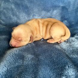 Tyke - Cream male Goldendoodle puppy in Lowville, New York from Adirondack Labradoodles