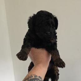 Australian Labradoodle, Bernedoodle, Goldendoodle, Poodle, and Sheepadoodle Puppies from Sutton Place Doodles