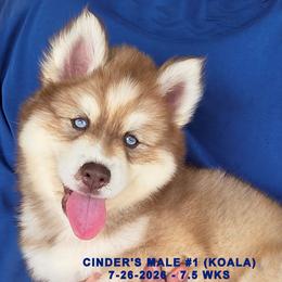CINDER'S MALE 1 - Red and white male Siberian Husky puppy in Manilla, Iowa from Bruck's Siberian Huskies