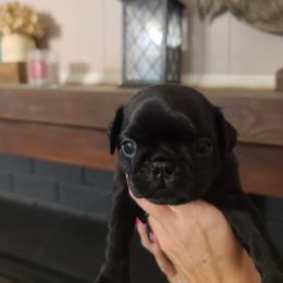 Boy 1 - Black male Pug puppy in Carbon Hill, Alabama from Gleaton's Pugs