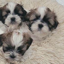 Shih Tzu Puppies from Shih Tzu Playhouse