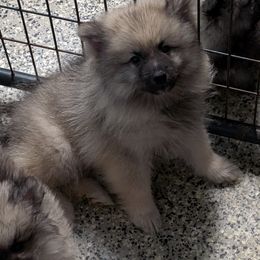 PINK COLLAR - Black and silver female Keeshond puppy in Fayetteville, Tennessee from Erbekees-Keeshonden