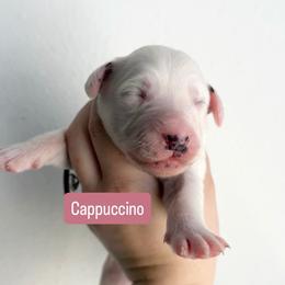 Cappuccino - LUA long coat - White and black female Dalmatian puppy in Davenport, Florida from Sunny Jewels Dalmatians