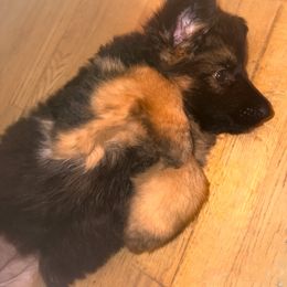 Xmas Boy 25 - Black and tan male German Shepherd puppy in Long Beach, Washington from Flood Farm German Shepherds