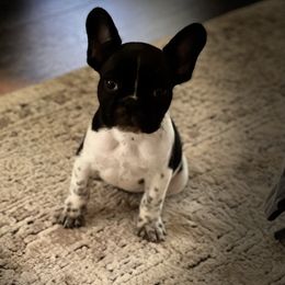 Boston Terrier and French Bulldog Puppies from JohnLee’s Boston’s and French Bulldogs