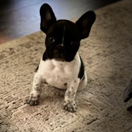 Boston Terrier and French Bulldog Puppies from JohnLee’s Boston’s and French Bulldogs