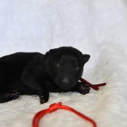 Red - Black female German Shepherd puppy in Louisburg, North Carolina from C6 Ranch & Shepherds