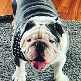 Bulldogs from East Coast English Bulldogs