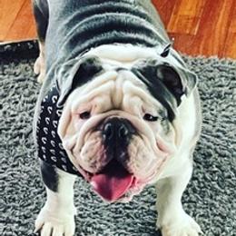 Bulldogs from East Coast English Bulldogs
