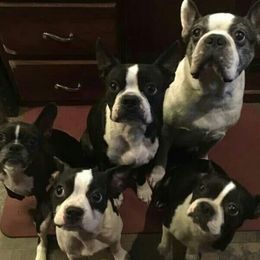 Boston Terrier All Grown Up from R and M Kennels