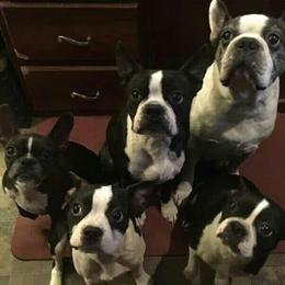 Boston Terrier All Grown Up from R and M Kennels
