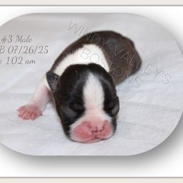 Boy 3 - Black and white male Boston Terrier puppy in North Central, Vermont from Windy Valley’s Bostons