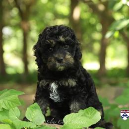 Penn - Black and tan male Cockapoo puppy in Canastota, New York from Silver City Cockapoos