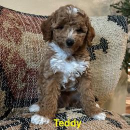 Teddy - Cream male Poodle puppy in Lance Creek, Wyoming from CK Poodles LLC