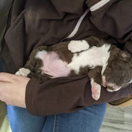 Bernedoodle and Goldendoodle Puppies from DoodleBlessings