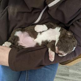 Bernedoodle and Goldendoodle Puppies from DoodleBlessings