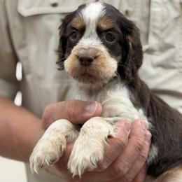 Surf - Tri-Roan female English Springer Spaniel puppy in Six Mile, South Carolina from The Proper Pointer Co.