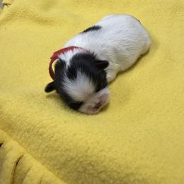 Cider - Black and white female Shih Tzu puppy in Conway, Missouri from Hillside Loop Kennel LLC