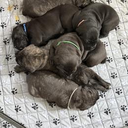 Cane Corso Puppies from CANE CORSO DI DROGHEDA