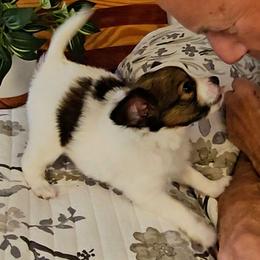 Luka - White black and tan male Papillon puppy in Conetoe, North Carolina from Southern Belle's Biewer Terriers & Papillons