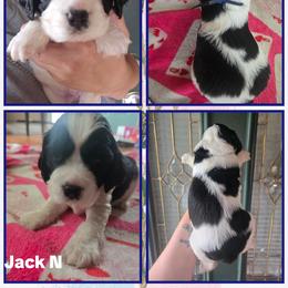 Jack Nicklaus - White and black male English Springer Spaniel puppy in Saginaw, Michigan from Kemerer Springers