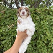 Meredith - Cream female Whoodle puppy in Gilbert, Arizona from Gilbert Bernedoodles & Whoodles
