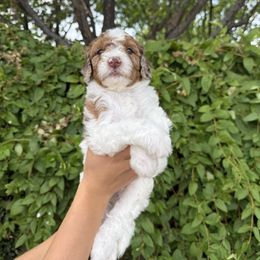 Meredith - Cream female Whoodle puppy in Gilbert, Arizona from Gilbert Bernedoodles & Whoodles