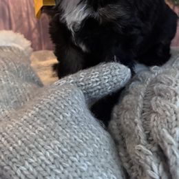 Yellow - Tri-color female Bernedoodle puppy in Toledo, Ohio from Avery Doodle Day LLC