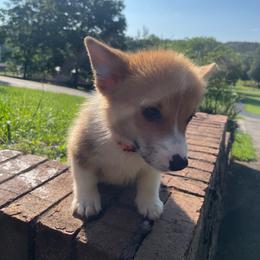 Nick - Red male Pembroke Welsh Corgi puppy in Apison, Tennessee from Ashmore Corgis